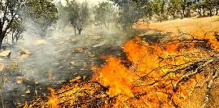 Forests and Pastures in East Kurdistan still burned